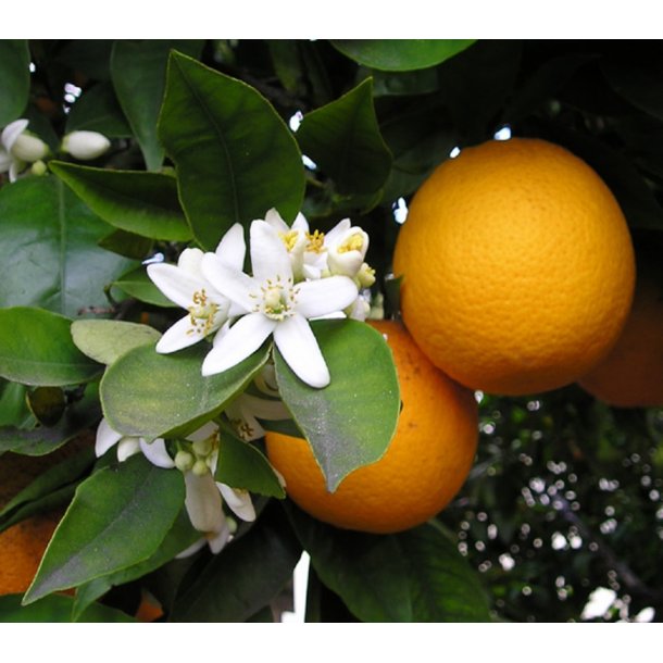 Citrus Appelsin