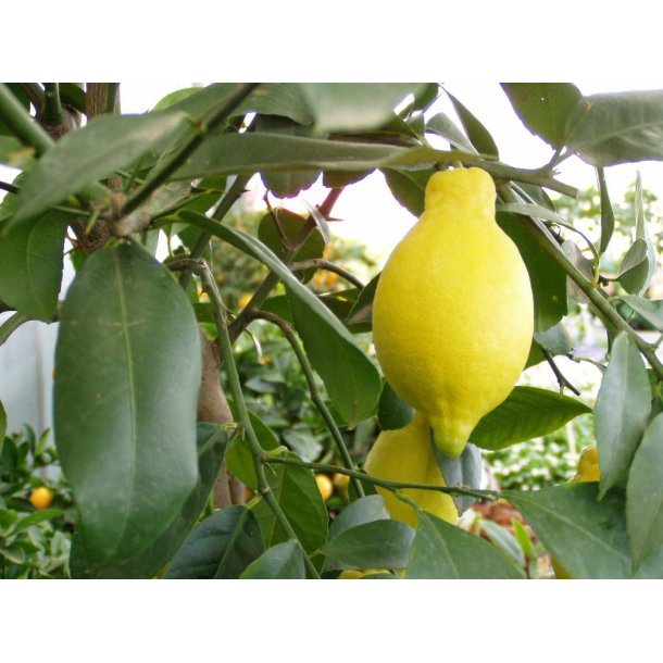 Citrus Citron