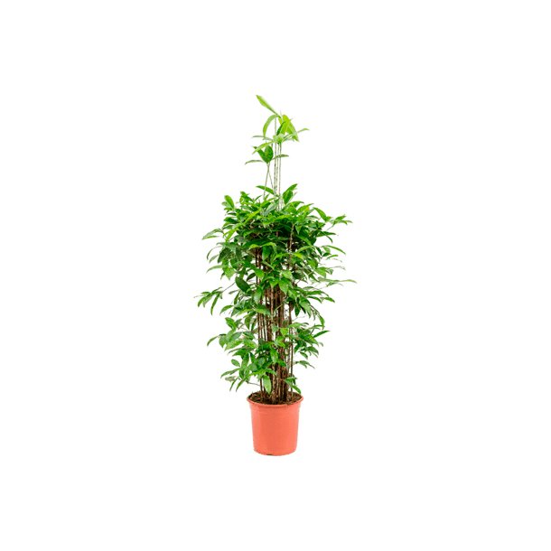 Dracaens Surculosa 110 cm