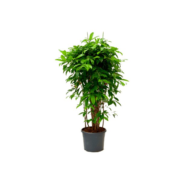 Dracaens Surculosa 130 cm