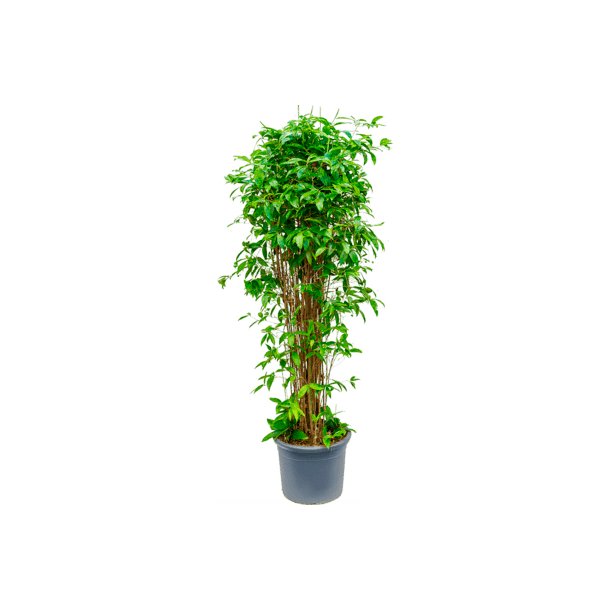 Dracaens Surculosa 190 cm