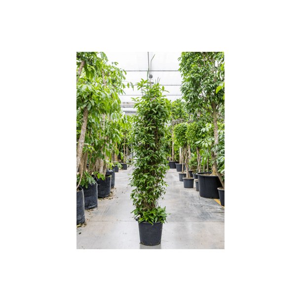 Dracaens Surculosa 260 cm