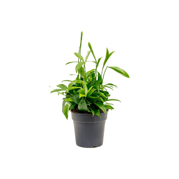 Dracaens Surculosa 30 cm