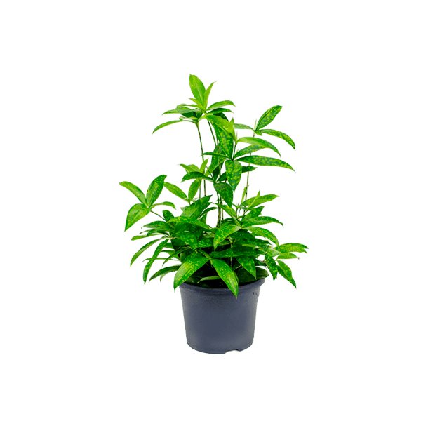 Dracaens Surculosa 60 cm