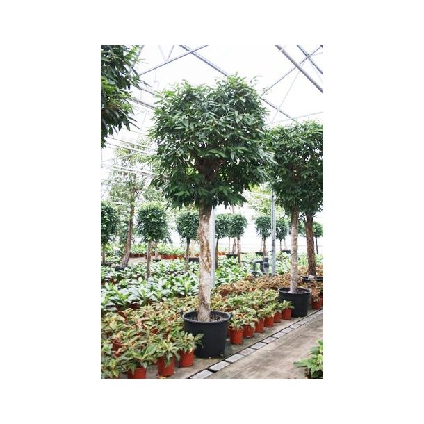 Ficus Amstel King Opstammet 400 cm kraftig