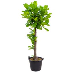 Ficus Lyrata