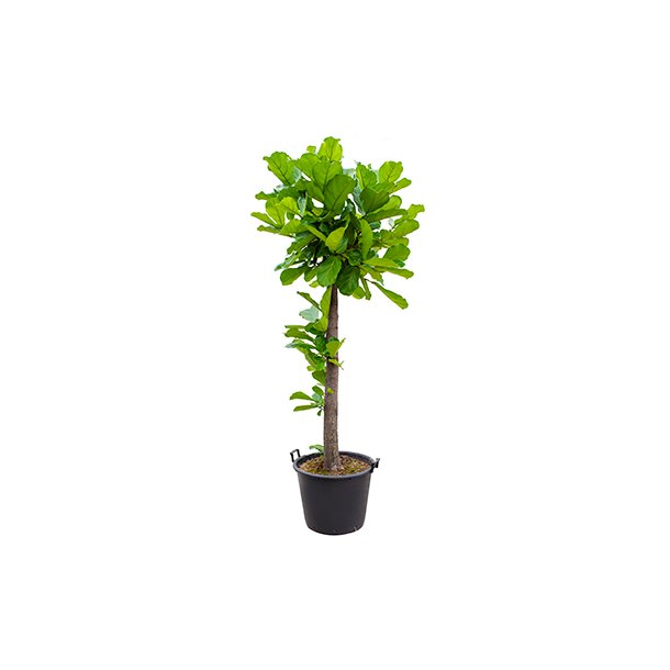 Ficus Lyrata Opstammet 200 cm