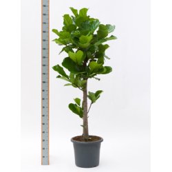 Ficus Lyrata