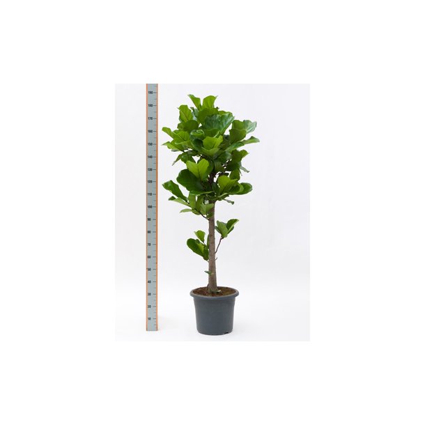 Ficus Lyrata Opstammet 250 cm