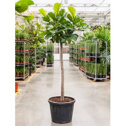 Ficus Lyrata