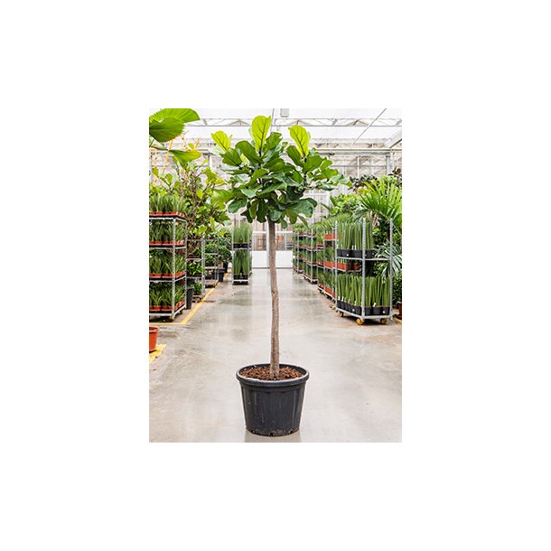 Ficus Lyrata Opstammet 275 cm