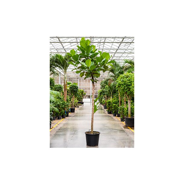 Ficus Lyrata Opstammet 350 cm