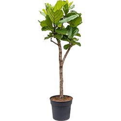 Ficus Lyrata