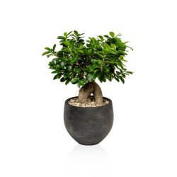 Ficus Microcarpa - Planter - FloraDin A/S