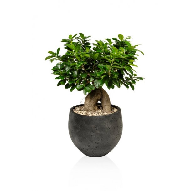 Ficus Microcarpa Bonsai 40 cm
