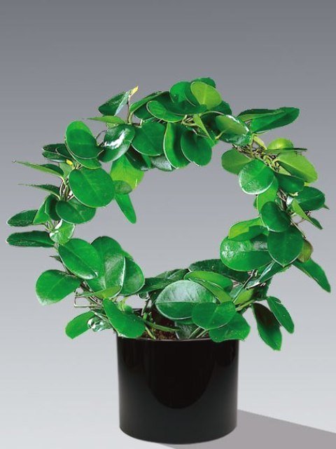 Hoya Australis Planter - FloraDin