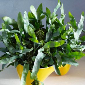 Phlebodium Blue Star