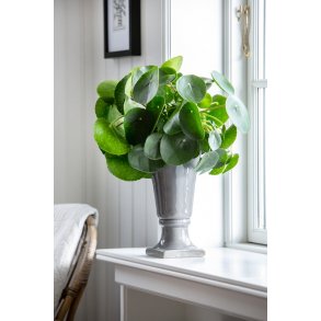 Pilea peperomioides