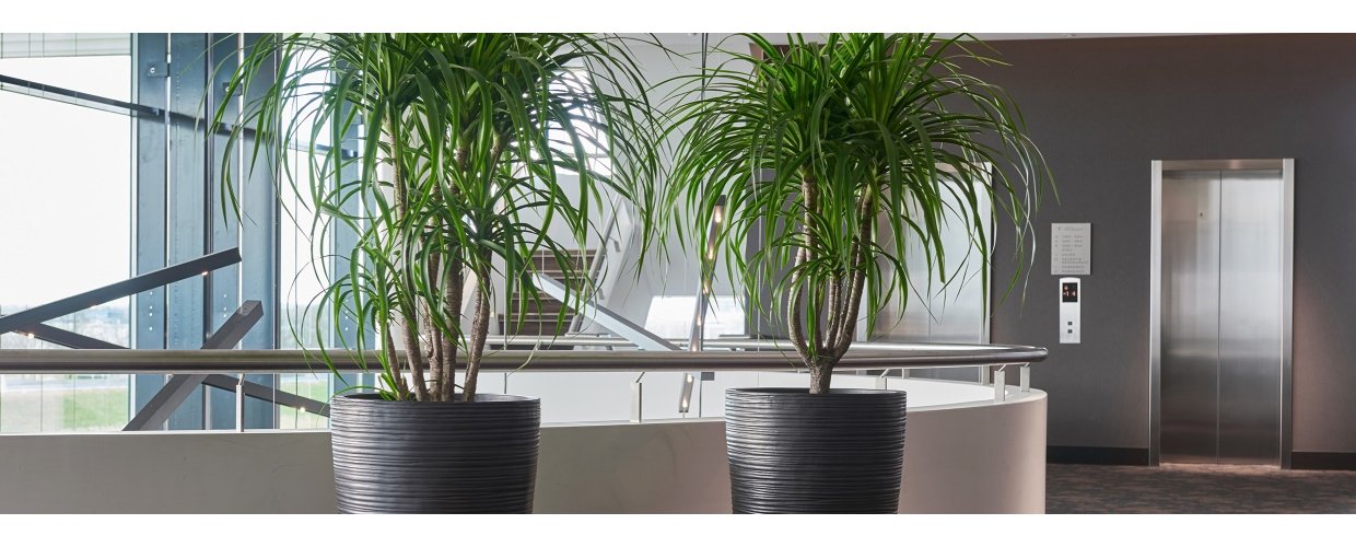 <strong><em>Planteservice</em><em></em><em></em></strong>