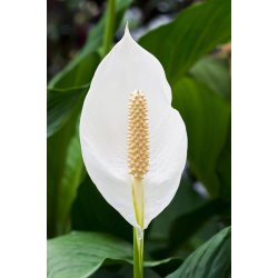 Spathiphyllum Sensation