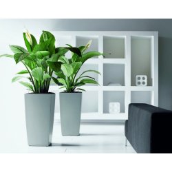 Spathiphyllum Sensation