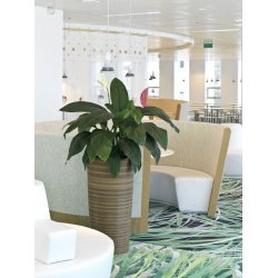 Spathiphyllum Sensation