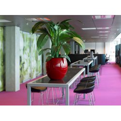 Spathiphyllum Sensation