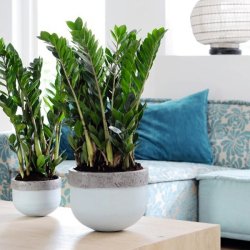 Zamioculcas Zamiifolia