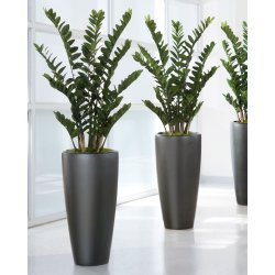 Zamioculcas Zamiifolia
