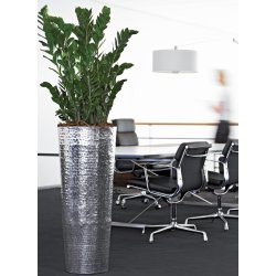 Zamioculcas Zamiifolia