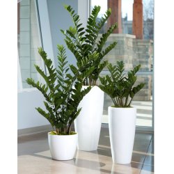 Zamioculcas Zamiifolia