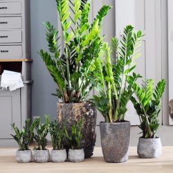 Zamioculcas Zamiifolia