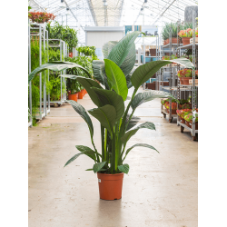 Spathiphyllum Sensation