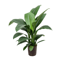 Spathiphyllum Sensation