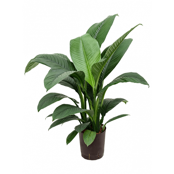 Spathiphyllum Sensation 70 cm