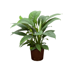 Spathiphyllum Sensation