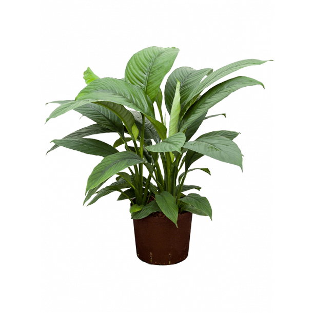 Spathiphyllum Sensation 80 cm