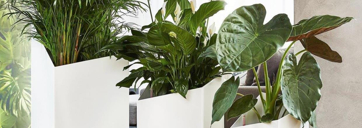<em><strong>FloraDin - Specialister i kontorbeplantning og planteservice<br><em><strong>til erhverv og institutioner</strong></em></strong></em>