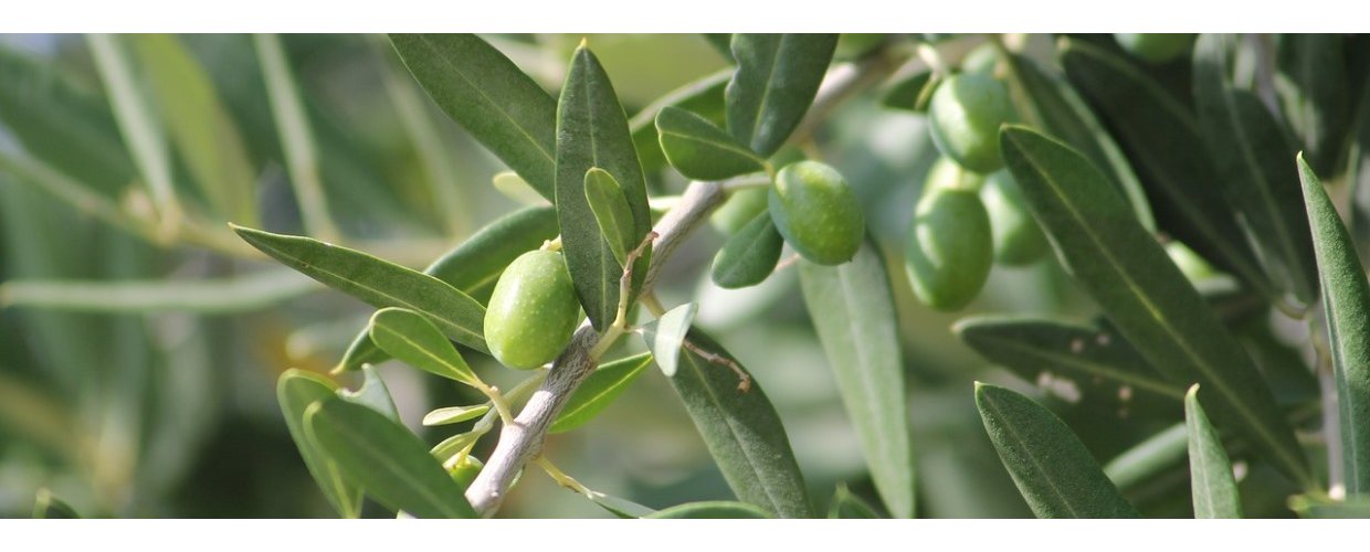 <em><strong>Kontakt os</strong></em>