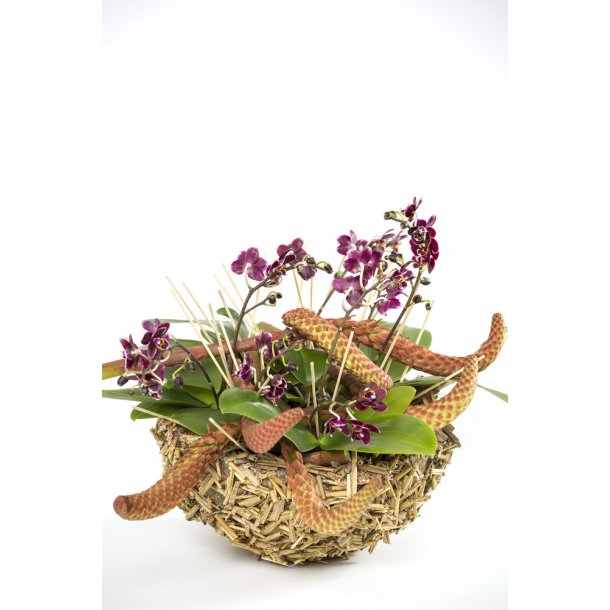 Phalaenopsis 50 cm Bordeaux