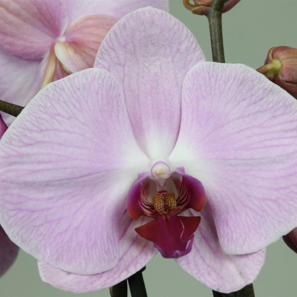Phalaenopsis 50 cm Lyserd
