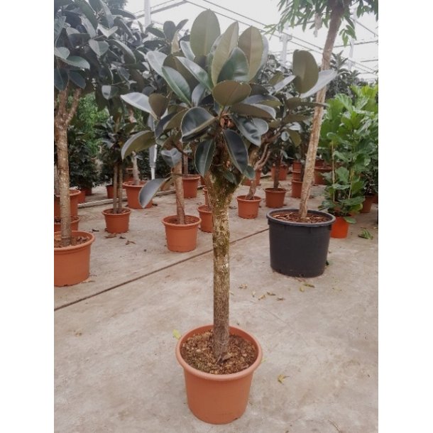 Ficus Elastica Abidjan (Ficus robusta) Opstammet 180 cm