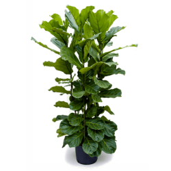 Ficus Lyrata