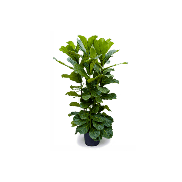 Ficus Lyrata Busk 140 cm