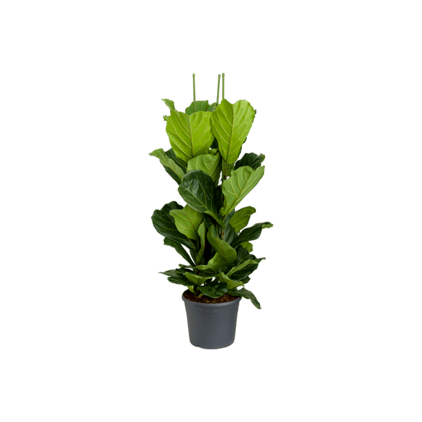 Ficus Lyrata Busk 130 cm