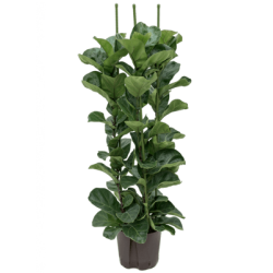 Ficus Lyrata