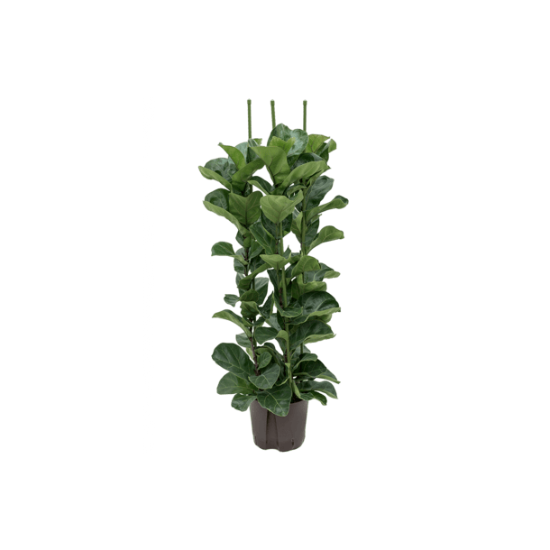 Ficus Lyrata Busk 160 cm