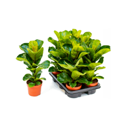 Ficus Lyrata