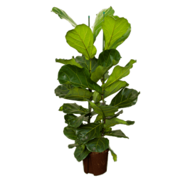 Ficus Lyrata