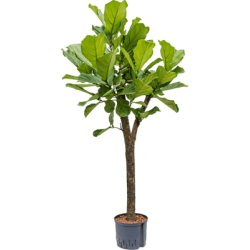 Ficus Lyrata